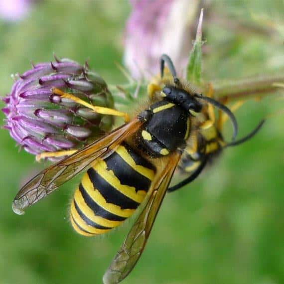 A yellow and black striped hornet on a purple flower