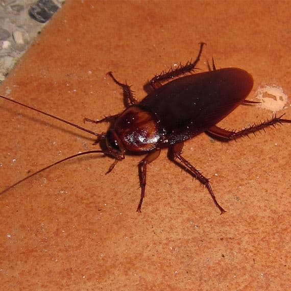A cockroach on a brown tile floor.