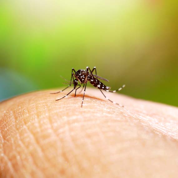 A mosquito sitting on a person's finger.