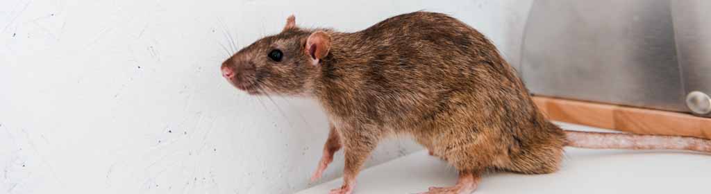Rodent Control Perth Rat & Mice Treatment Local Rodent Expert