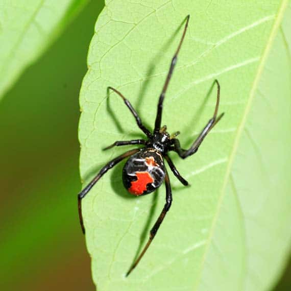 A black widow spider sitting on a leaf.