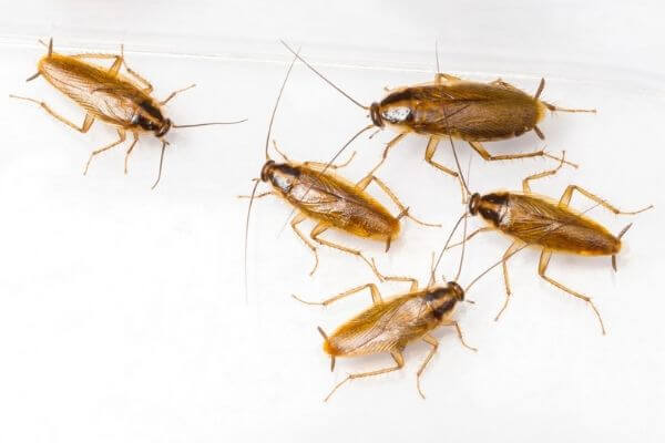 cockroach control perth