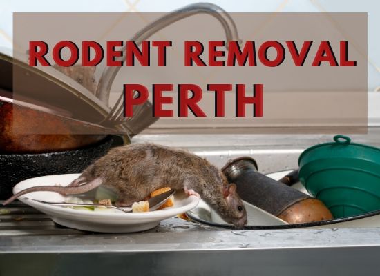rodent control perth