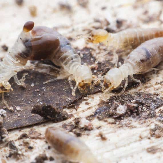 Close-up of termites on decomposing wood, displaying their pale bodies and distinct head coloration, highlighting the need for organic termite control in Perth.